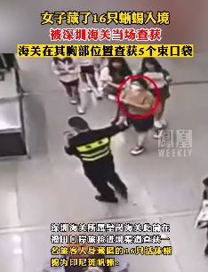 女子胸口藏16只蜥蜴入境被海关查获