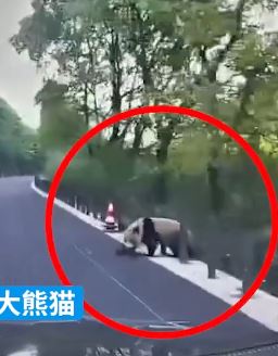 男子开车上班途中偶遇大熊猫