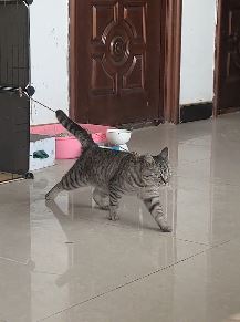 猫咪的迷惑行为大赏：猫界的迈克杰克逊