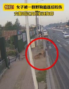女子被5只狗追咬被交警解救