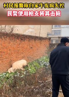 村民家牛发疯失控 报警后民警将其击毙