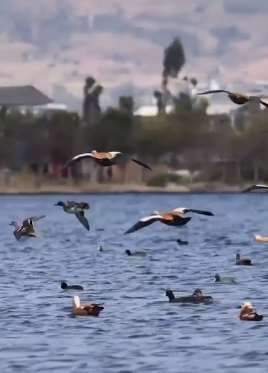 云南洱源迎上万只灰雁过冬场面甚为壮观