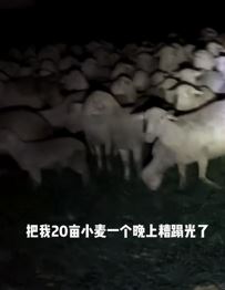 徐州一养殖户带领100多头羊把村民20亩小麦吃光