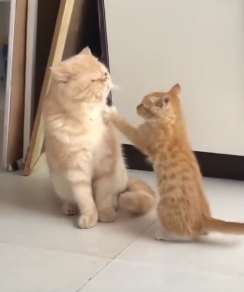 萌系：老娘不发威，当我是病猫，给我走开！