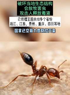 红火蚁被列为最危险入侵物种