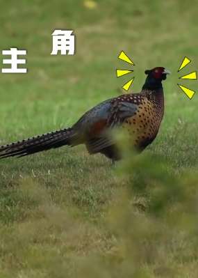 重庆龙头寺公园现野鸡出没 众多摄影爱好者镜头如一