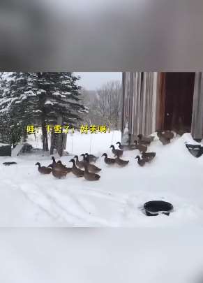 鸭子看到外面下雪了撒欢的跑出来，过了会实在太冷抗不住又全跑回屋里！