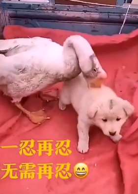 小狗被大鹅欺负一忍再忍 忍无可忍时发飙！