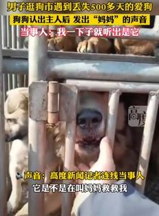 男子逛狗市遇到丢失500多天爱狗