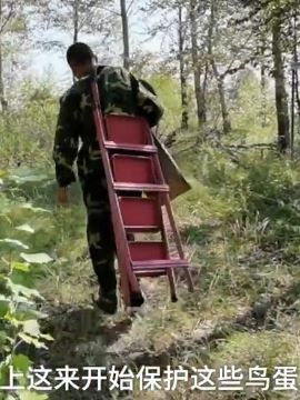 6旬大爷小岛架窝棚保护鸟类