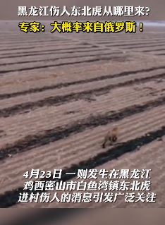 黑龙江伤人东北虎从哪来？专家：大概率来自俄罗斯！