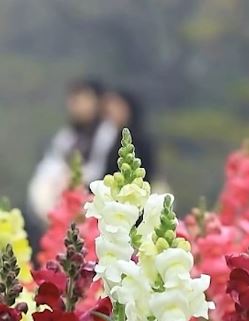 广西南宁七万多盆金鱼草悄然绽放 游客纷纷拍照留念