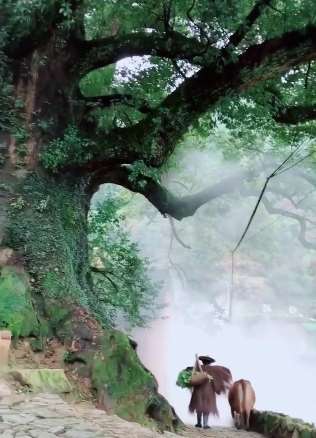 乡间的千年古树，给人一种最纯朴的生活方式！