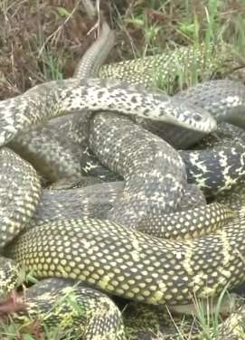 禁蛇令下商户放生千余斤蛇 成本近20万