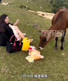 女子景区野餐被一群牛抢食