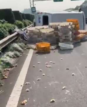 高速货车侧翻,数千只小鸡散落一地,事故致多只小鸡被压死!