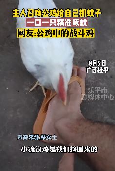 主人召唤公鸡给自己抓蚊子 一口一只精准啄蚊