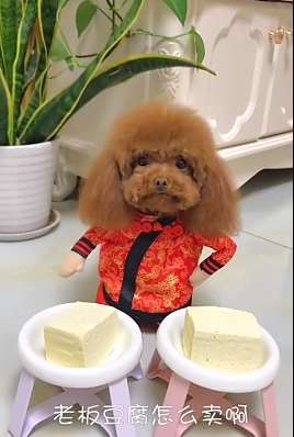 萌宠卖豆腐,这老板当的有模有样,真搞笑!