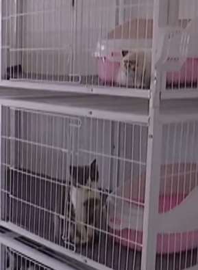 宠物猫变"招财猫" 村民代养年入2万元