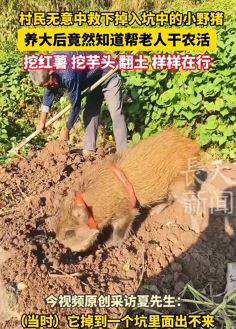 村民救下小野猪后下地帮忙干活