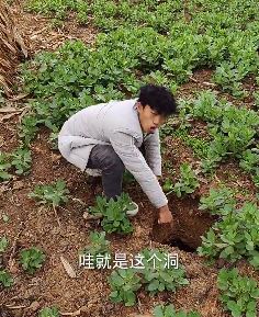 农村有个无底洞无故丢鸡丢鸭 男子专程来访一探究竟