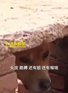 河南一3岁幼童被邻居家的狗咬死,狗主人被刑拘