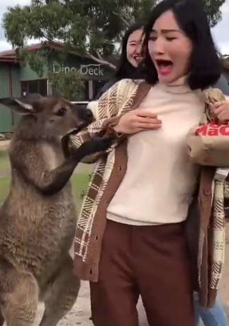 袋鼠欺负美女，美女吓坏了！