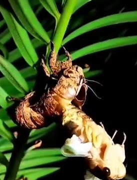 爸爸为给孩子科普生物知识 蹲守两小时拍下金蝉脱壳全过程