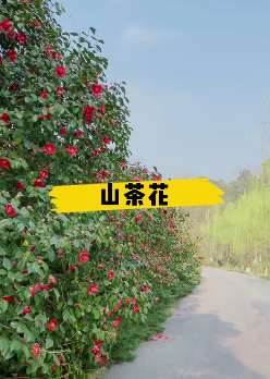 刘少奇故里花明楼景区繁花似锦 游客络绎不绝