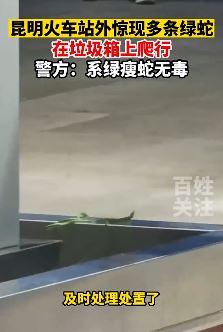 昆明火车站外垃圾箱上惊现多条绿蛇爬行 警方：系无毒绿瘦蛇