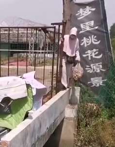 江苏一桃园没人管 路人随意进出摘桃吃