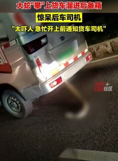 大蛇溜进货车后备箱惊呆后车司机