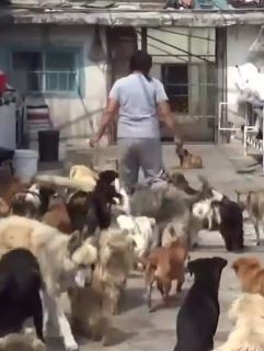 济南一女子负债30余万收养上千只流浪狗