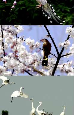 湖南一爱好摄影老人拍鸟10余年 镜头记录下40多种野生鸟类