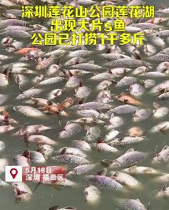 深圳莲花山公园湖面漂浮大量死鱼