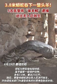 3.8米大蟒蛇吞食村民家山羊 民警将其送至无人区放生