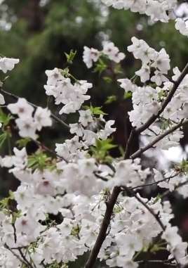 打卡南京鸡鸣寺，为何这里的樱花格外美！