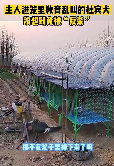 主人进笼教训杜宾犬遭其反击险些被咬伤