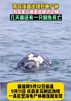 青岛附近海域发现一巨龟尸体 几天前还有一只鲸鱼死亡