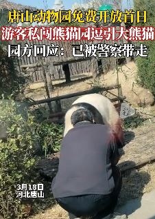 河北唐山一游客私闯熊猫园被警察带走