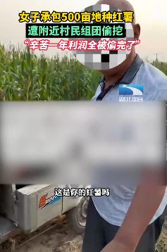 女子承包的500亩红薯地遭村民组团偷挖