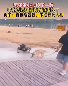 搞笑视频：男子摔一跤手上鸡腿被狗叼走