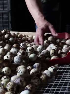 疫情影响贫困户3万斤鹌鹑蛋滞销