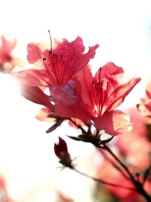 映山红山间绽放 游客爬山赏花