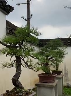 杭州小伙卖掉市区房子 回农村租地经营盆景