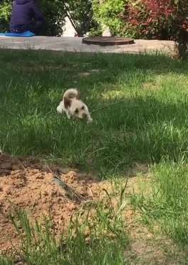 江苏一男子称吃狗肉治哮喘 捕杀他人宠物狗被抓！