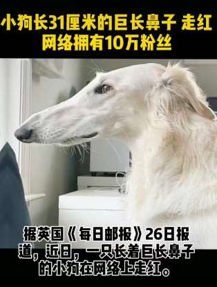 英国一长鼻小狗走红网络  拥有10万粉丝