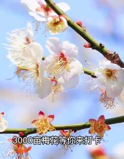 打卡广州流溪香雪,3千余亩梅花盛开等你来赏