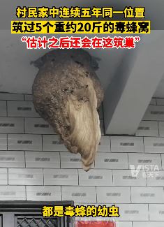 河南一村民家中连续5年同一位置被毒蜂筑巢