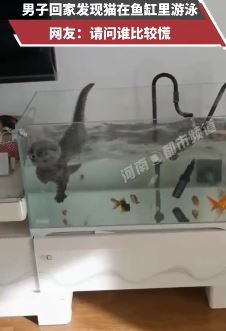 西安一男子回家发现猫在鱼缸里游泳